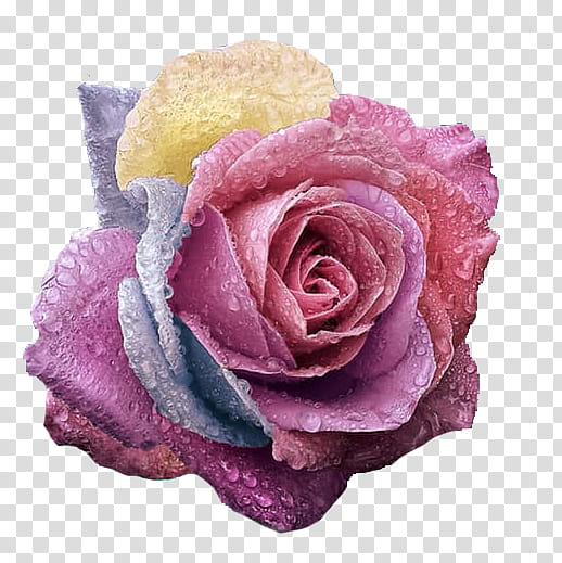 , pink and blue rose in bloom transparent background PNG clipart