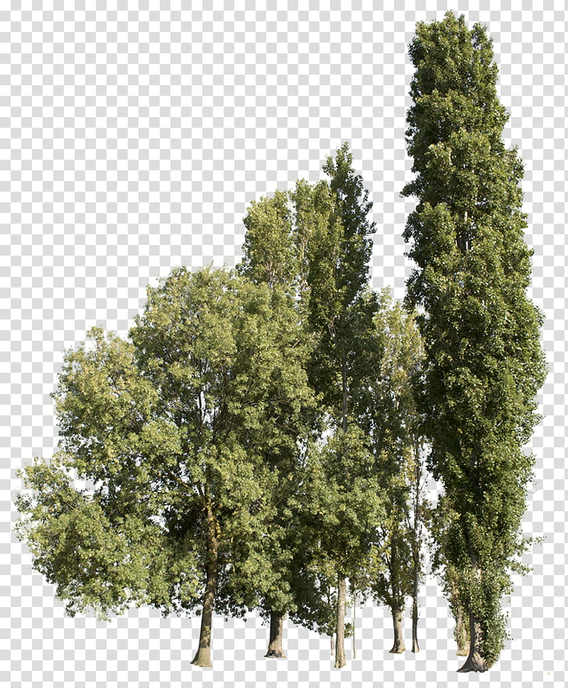 Family Tree, Plane Trees, Tıpa, Quercus Suber, Large Tree, Rendering, Fraxinus Angustifolia, Populus Nigra transparent background PNG clipart