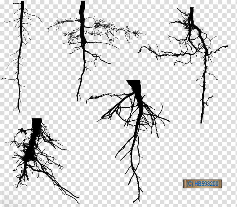 Root Silhouette  Hb, leafless trees transparent background PNG clipart