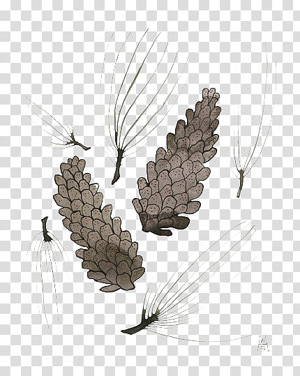 , brown cone pines illustration transparent background PNG clipart