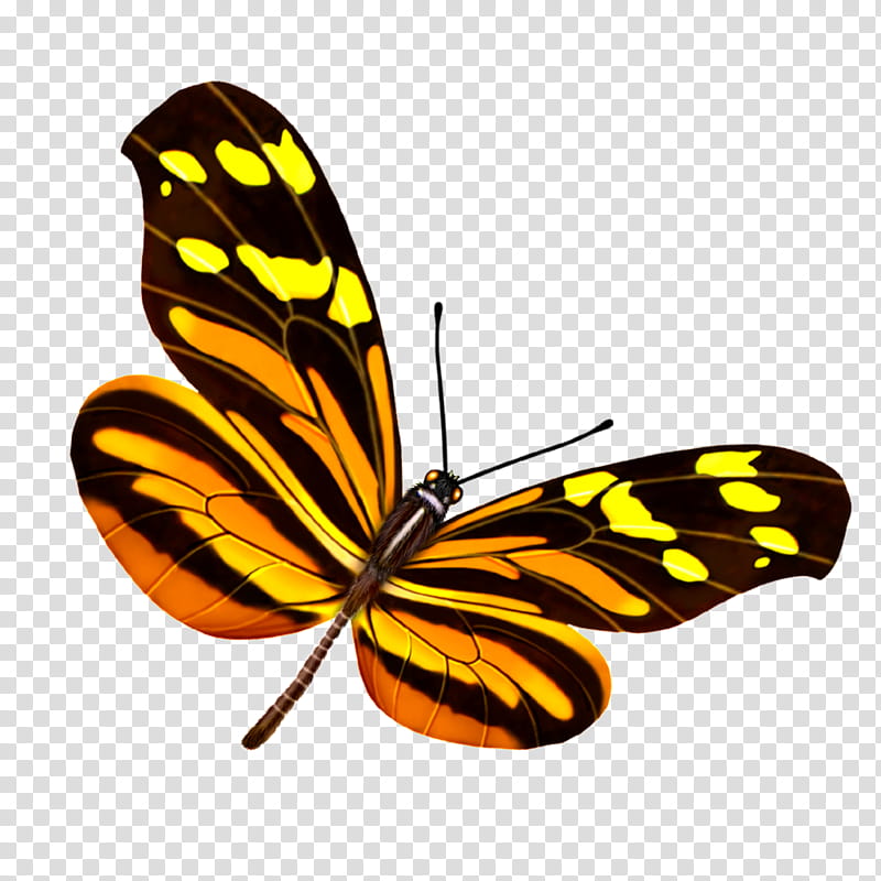 s, Butterfly, Insect, Mariposa, Monarch Butterfly, Pieridae, Lepidoptera, Moths And Butterflies transparent background PNG clipart