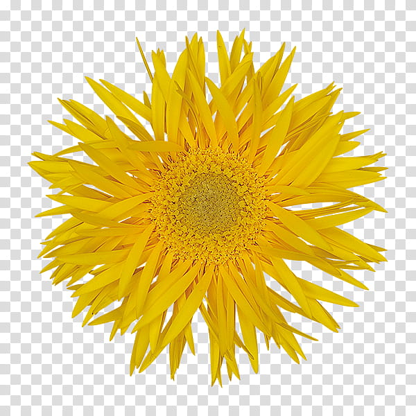 Flower Design, Common Sunflower, Sunflowers, Yellow, Sunflower Seed, Dandelion, Daisy Family, Petal transparent background PNG clipart