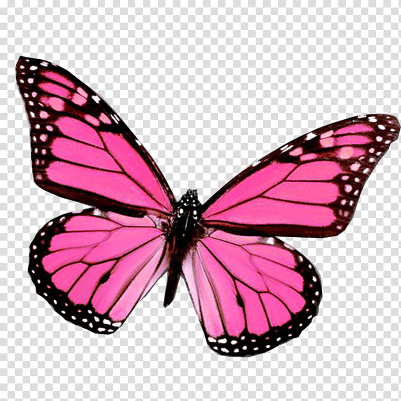 green and pink butterfly clipart