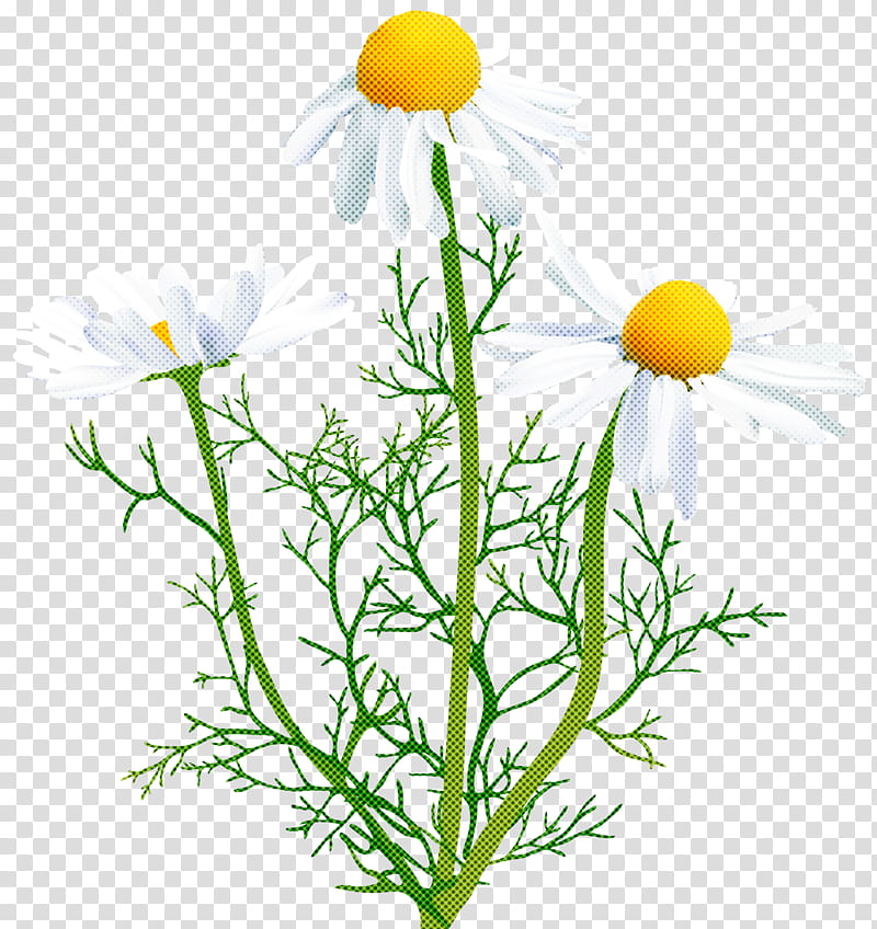 flower mayweed chamomile camomile plant, Yellow, Chamaemelum Nobile, Dandelion, Marguerite Daisy transparent background PNG clipart