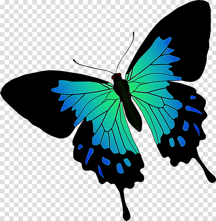 moths and butterflies butterfly insect pollinator turquoise, Wing, Swallowtail Butterfly, Lycaenid, Brushfooted Butterfly, Papilio, Symmetry transparent background PNG clipart