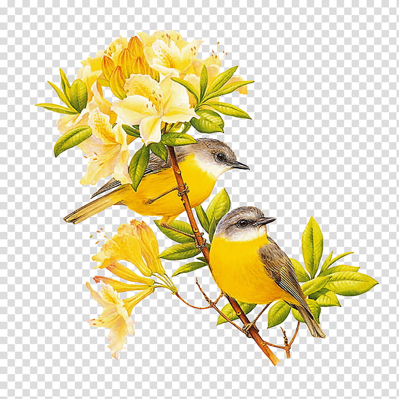 , two gray-and-yellow birds pearching on flower transparent background PNG clipart