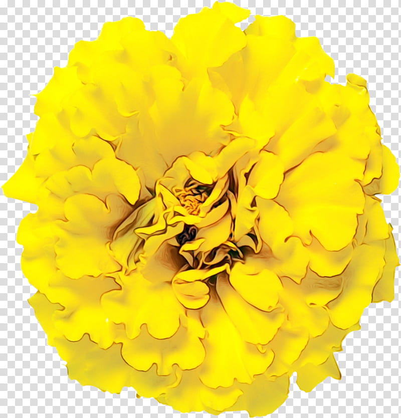 yellow flower tagetes petal cut flowers, Watercolor, Paint, Wet Ink, Plant, Tagetes Patula, Flowering Plant, English Marigold transparent background PNG clipart