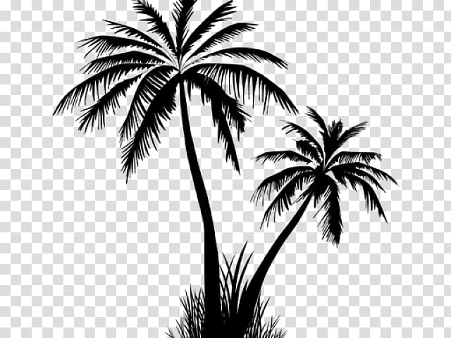 Palm Tree Silhouette, Palm Trees, Oak, Arecales, Plant, Blackandwhite, Woody Plant, Attalea Speciosa transparent background PNG clipart