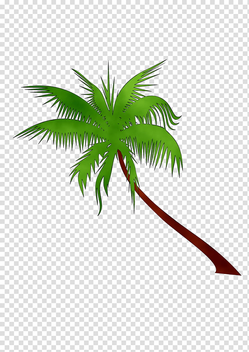 Date Tree Leaf, Coconut, Date Palm, Areca Palm, Dypsis Decaryi, Adonidia, Trunk, Palm Trees transparent background PNG clipart