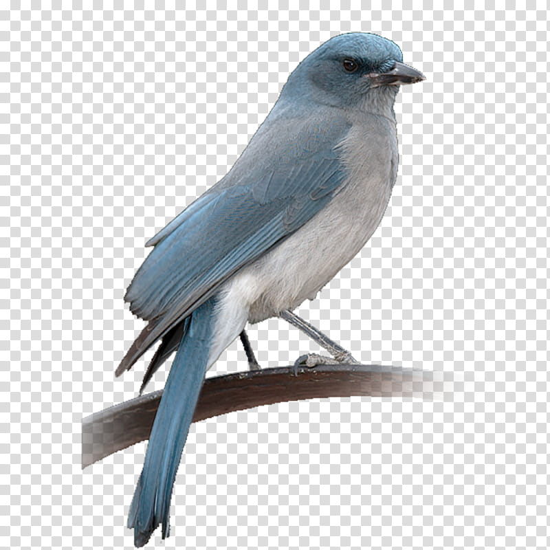 Tree Drawing, Blue Jay, Bird, Sparrow, House Sparrow, Eastern Bluebird, Wren, Owl transparent background PNG clipart