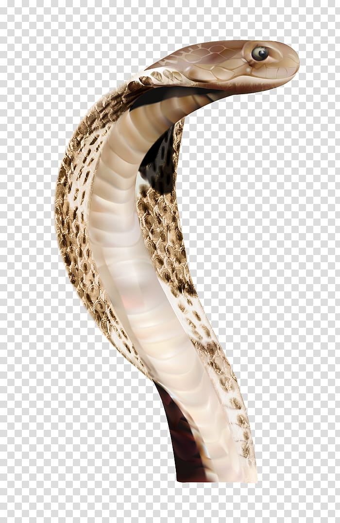 billboard  cobra snake, brown cobra transparent background PNG clipart
