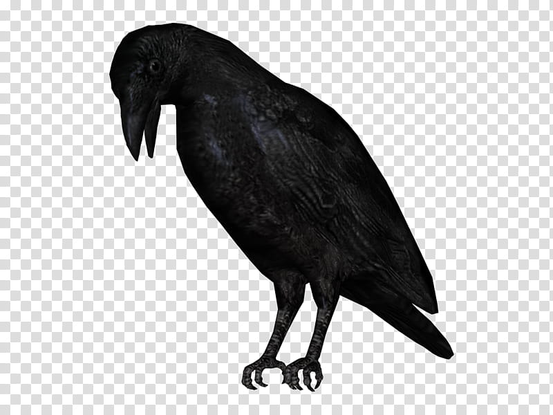 D Black Crows, black crow illustration transparent background PNG clipart