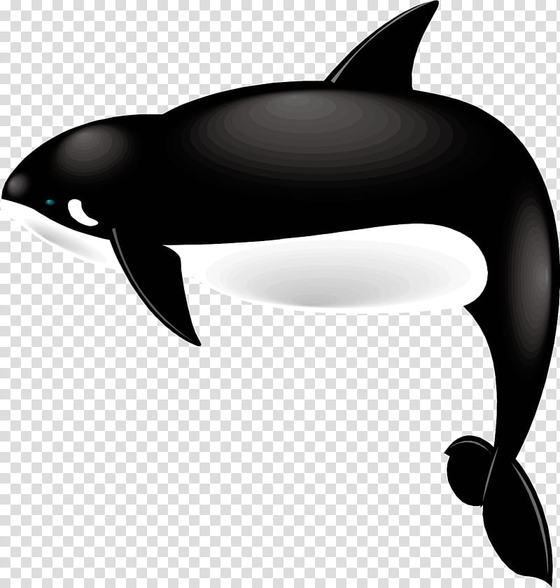 Whale, Dolphin, Killer Whale, Whales, Tilikum, Cetaceans, Key Chains, Beluga Whale transparent background PNG clipart