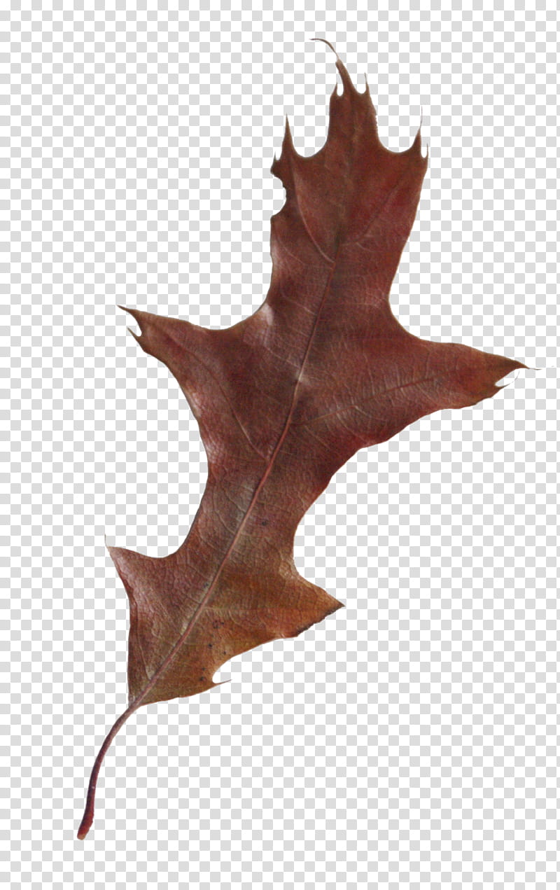 Fallen Leaves s, brown leaf transparent background PNG clipart