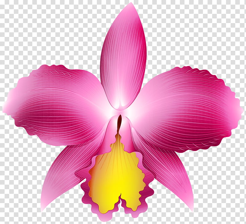 flowering plant petal flower cattleya labiata pink, Watercolor, Paint, Wet Ink, Christmas Orchid, Laelia transparent background PNG clipart
