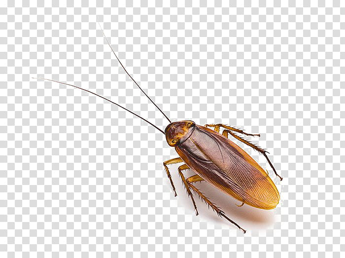 Water, Cockroach, Blattodea, Pest, Pterygota, Pest Control, Species, Insect transparent background PNG clipart