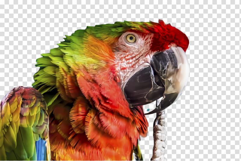 Colorful, Parrot, Bird, Exotic Bird, Tropical Bird, Wireless, Wireless Hdmi, Radio Receiver transparent background PNG clipart