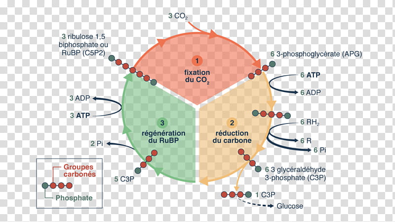 Chemistry, Calvin Cycle, synthesis, Terminale Scientifique, Detik, Diagram, Organization, Bank transparent background PNG clipart