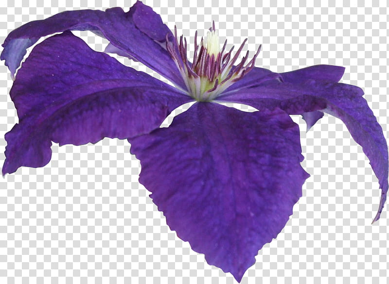 Render set  clematis flower, purple petal flower transparent background PNG clipart