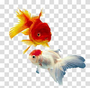 Fish, Goldfish, Koi, Le Poisson Rouge, Siamese Fighting Fish, Aquarium,  Tropical Fish, Pet transparent background PNG clipart