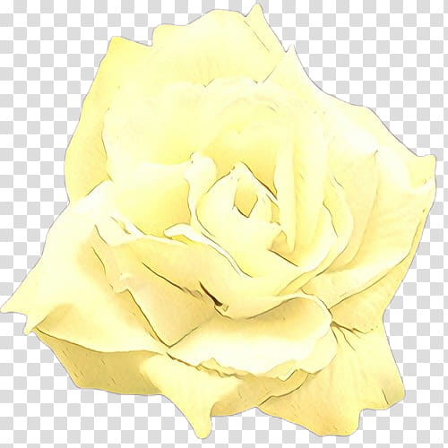 Pink Flower, Garden Roses, Cabbage Rose, Cut Flowers, Petal, Yellow, White, Rose Family transparent background PNG clipart
