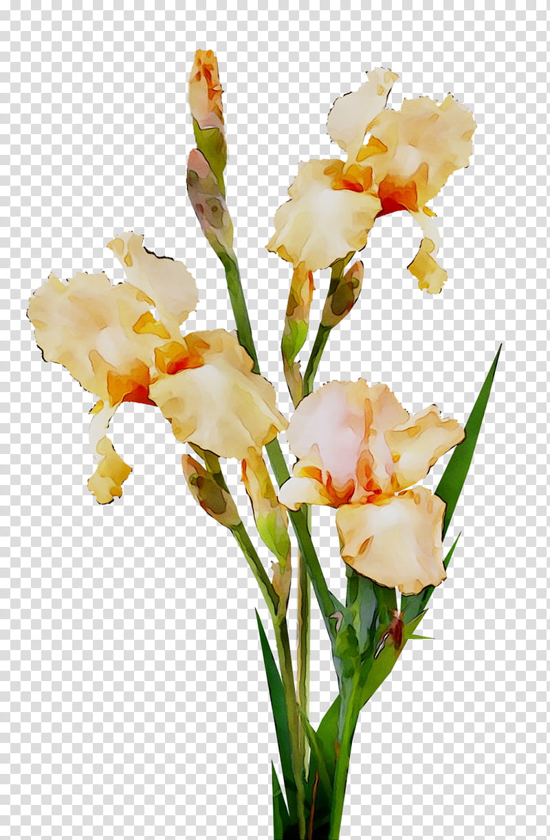 Floral Flower, Cut Flowers, Gladiolus, Floral Design, Plant Stem, Canna, Plants, White transparent background PNG clipart