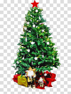 Christmas tree, Christmas Decoration, Colorado Spruce, Christmas Ornament, Oregon Pine, Holiday Ornament, Christmas 
, Plant transparent background PNG clipart thumbnail
