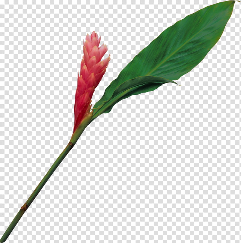 Pink Flower, Ginger, Footage, Banco De ns, Plants, Red Ginger, Leaf, Water Smartweed transparent background PNG clipart