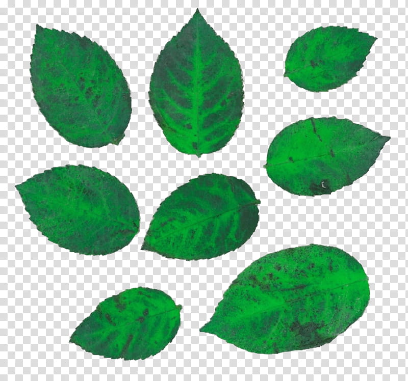 Green Leaf, Translation, Color, Word, Coloring Book, Synonymity, Collage, Hue transparent background PNG clipart