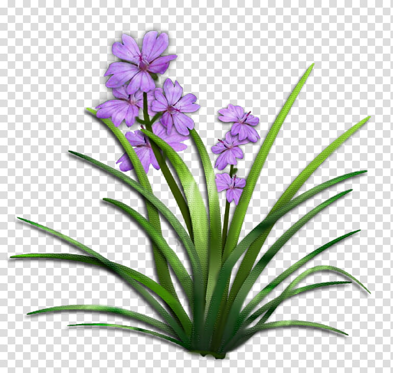 flowers , purple petaled flowers transparent background PNG clipart