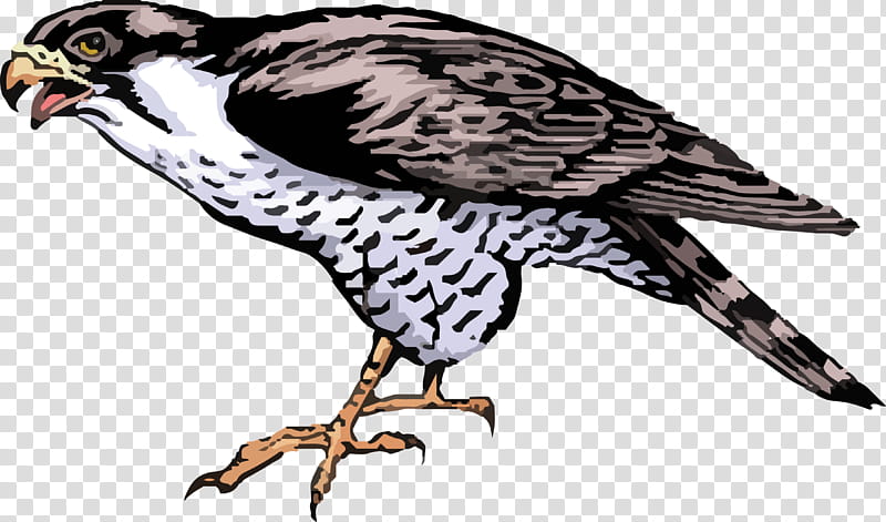 Bird Drawing, Falcon, Cartoon, Peregrine Falcon, Beak, Sharpshinned Hawk, Osprey, Bird Of Prey transparent background PNG clipart