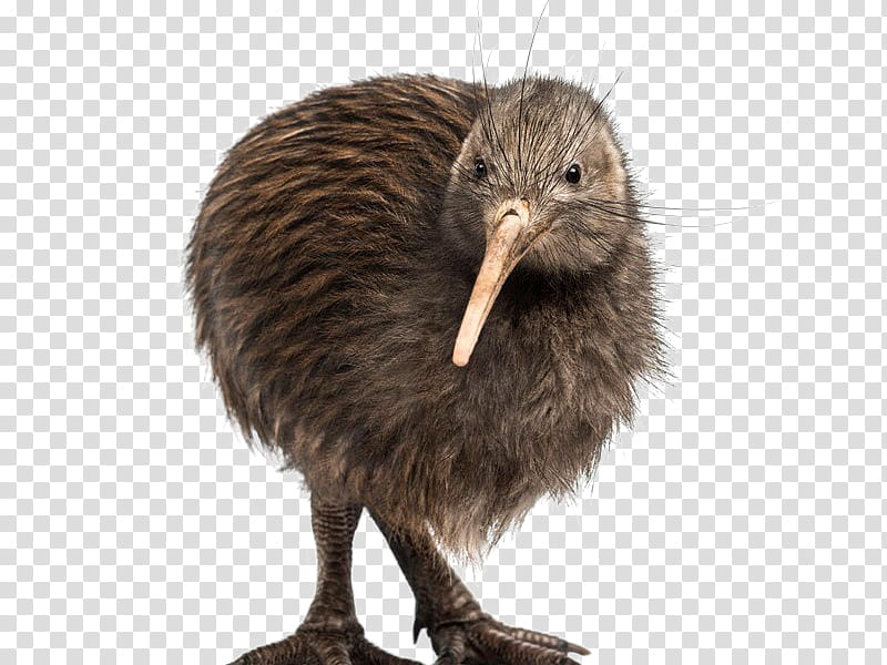 Kiwi Bird, Flightless Bird, Southern Brown Kiwi, Great Spotted Kiwi, Little Spotted Kiwi, Okarito Kiwi, North Island Brown Kiwi, Animal transparent background PNG clipart
