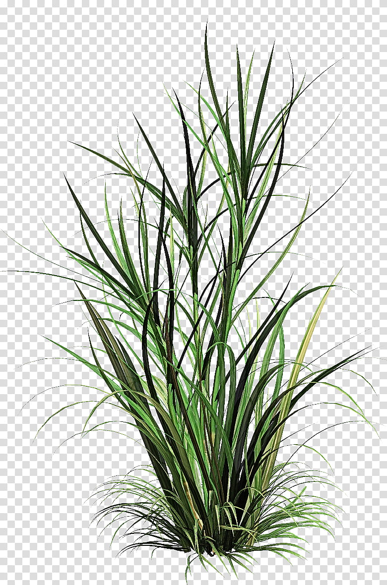 grass plant flower terrestrial plant grass family, Leaf, Houseplant, Chives transparent background PNG clipart