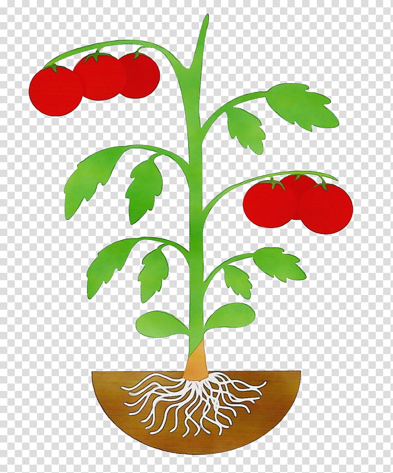 Tomato, Watercolor, Paint, Wet Ink, Aubergines, Plant Stem, Fruit, Plants transparent background PNG clipart