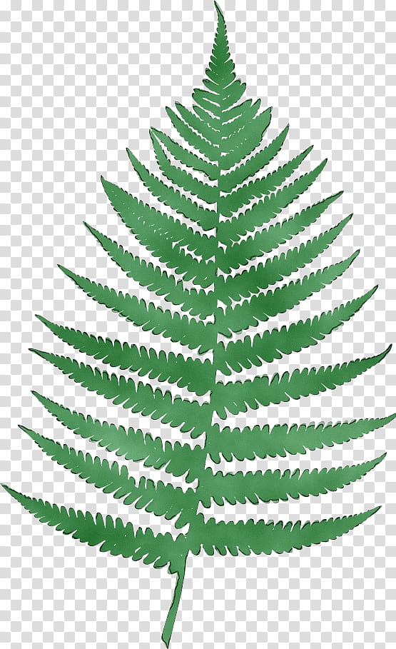 Christmas Day, Watercolor, Paint, Wet Ink, Fern, Plants, Tree, Vascular Plant transparent background PNG clipart