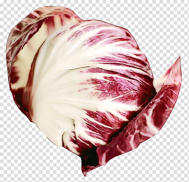 Feather, Watercolor, Paint, Wet Ink, Pink, Radicchio, Cabbage, Vegetable transparent background PNG clipart