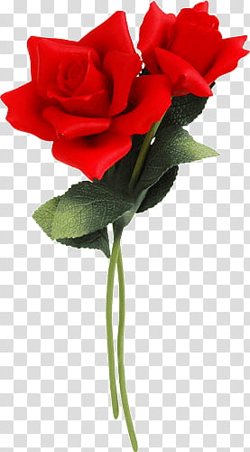 two red rose flowers transparent background PNG clipart
