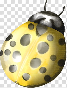 yellow and black Ladybug transparent background PNG clipart