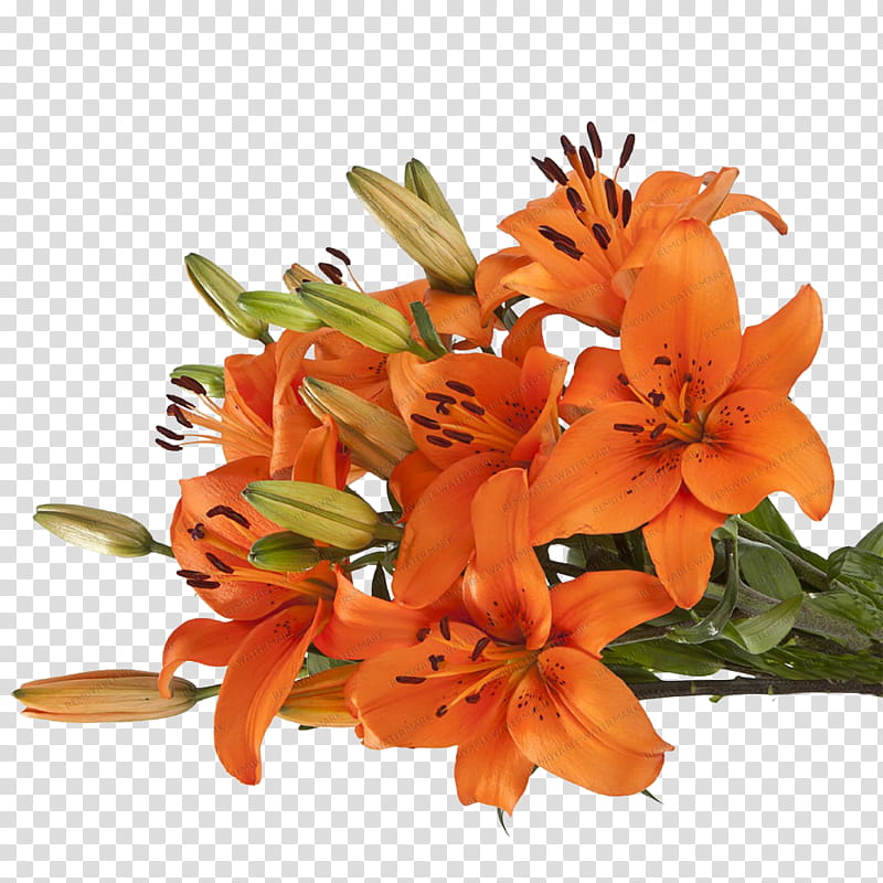 Lily Flower, Lily Of The Incas, Floral Design, Cut Flowers, Flower Bouquet, Orange Lily, Orange Sa, Plant transparent background PNG clipart