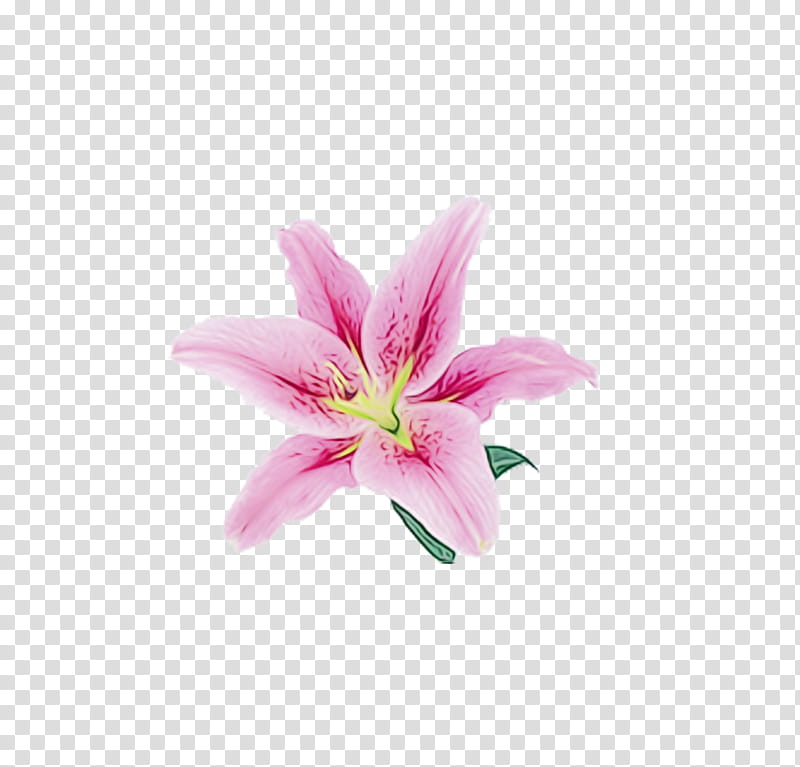 White Lily Flower, Pink, Interior Design Services, Petal, Fleurdelis, Color, Cut Flowers, Magenta transparent background PNG clipart
