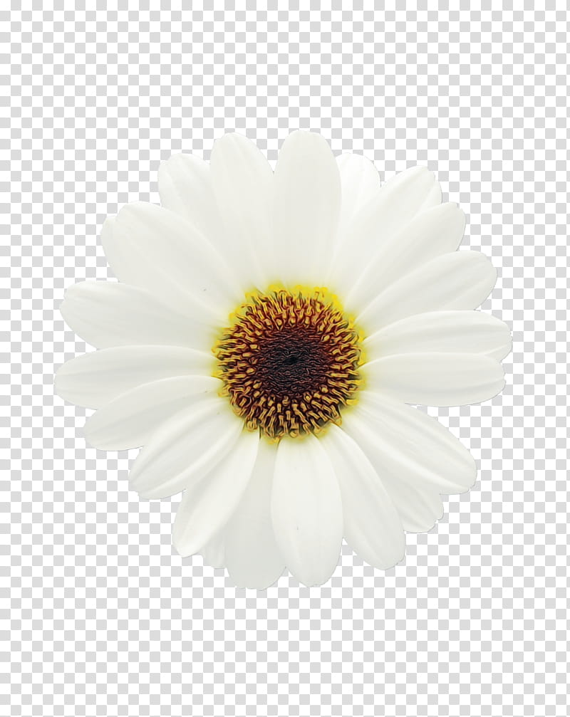 Flowers, Chrysanthemum, Oxeye Daisy, Transvaal Daisy, Petal, Barberton Daisy, White, Gerbera transparent background PNG clipart