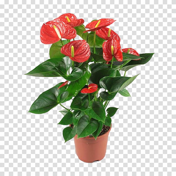 Flowers, Painterspalette, Houseplant, Plants, Garden Souq, Red, Flamingo Flower, Orchids transparent background PNG clipart