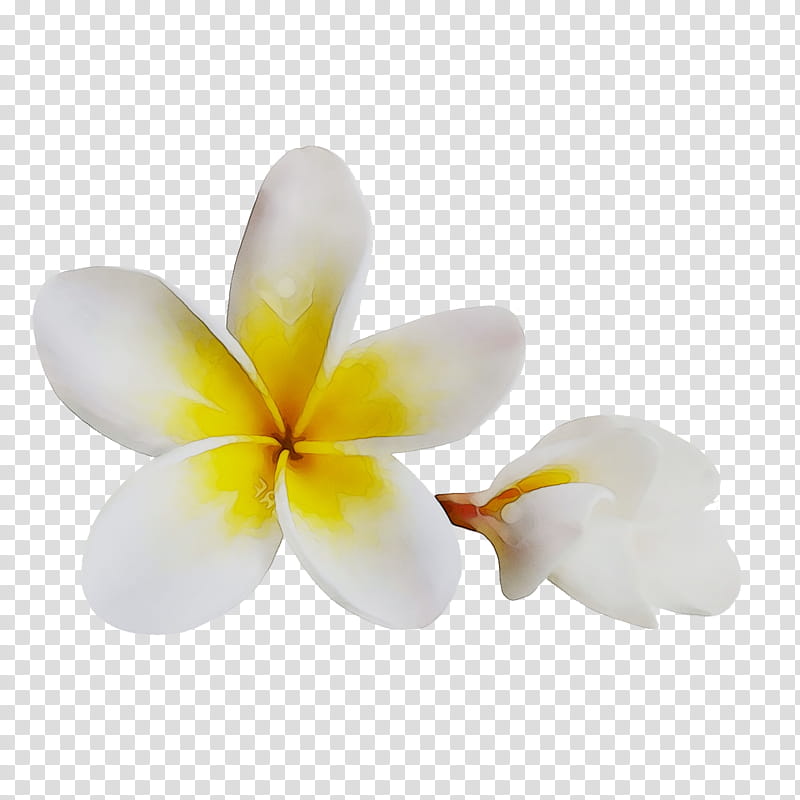 Frangipani Flower, Accommodation, Beach, Apartment, Holiday Apartments, Sea, Bedroom, Kitchen transparent background PNG clipart