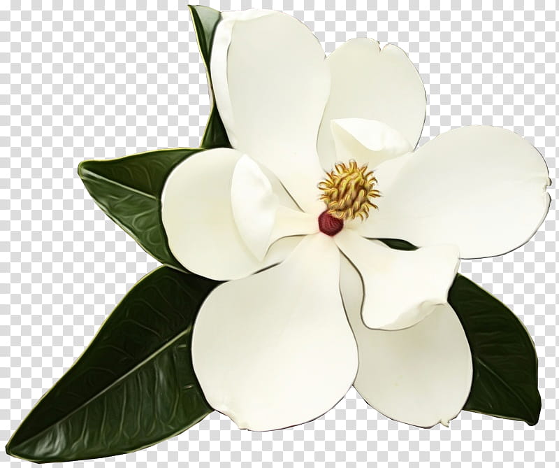 white flower petal plant magnolia, Watercolor, Paint, Wet Ink, Flowering Plant, Magnolia Family, Southern Magnolia, Anthurium transparent background PNG clipart