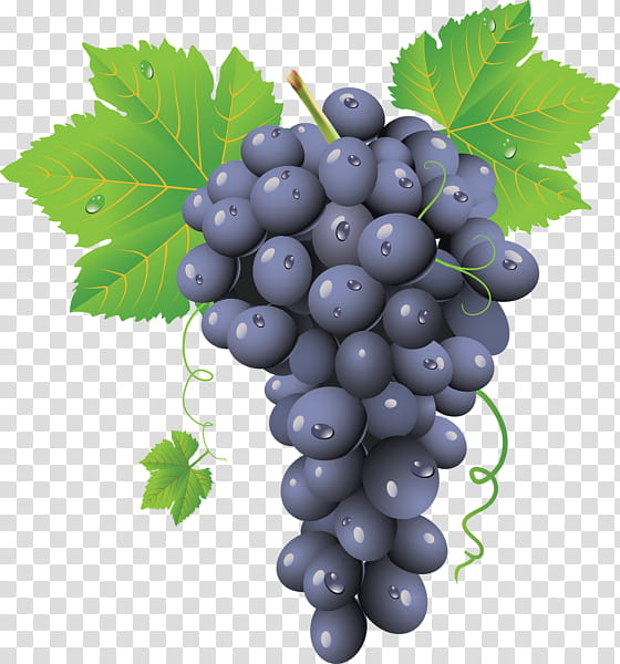 grape fruit art transparent background PNG clipart