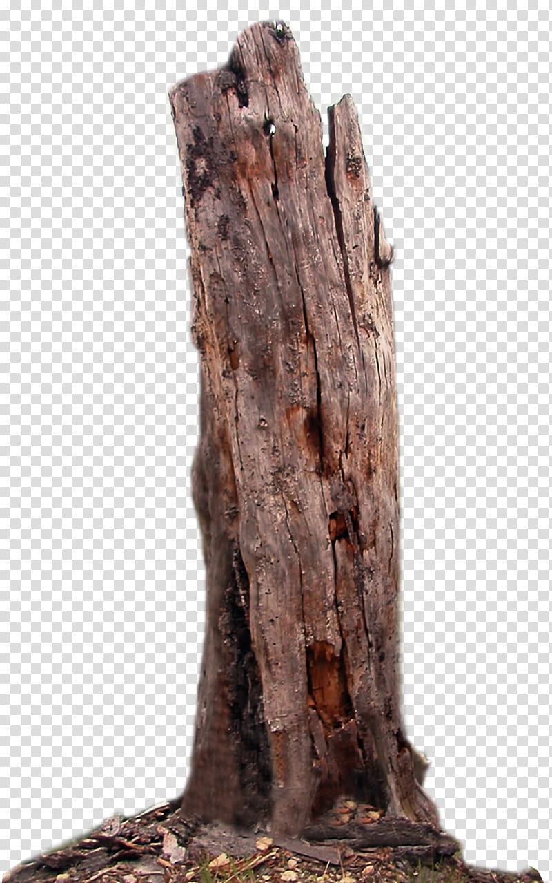 Dead tree, of brown log transparent background PNG clipart