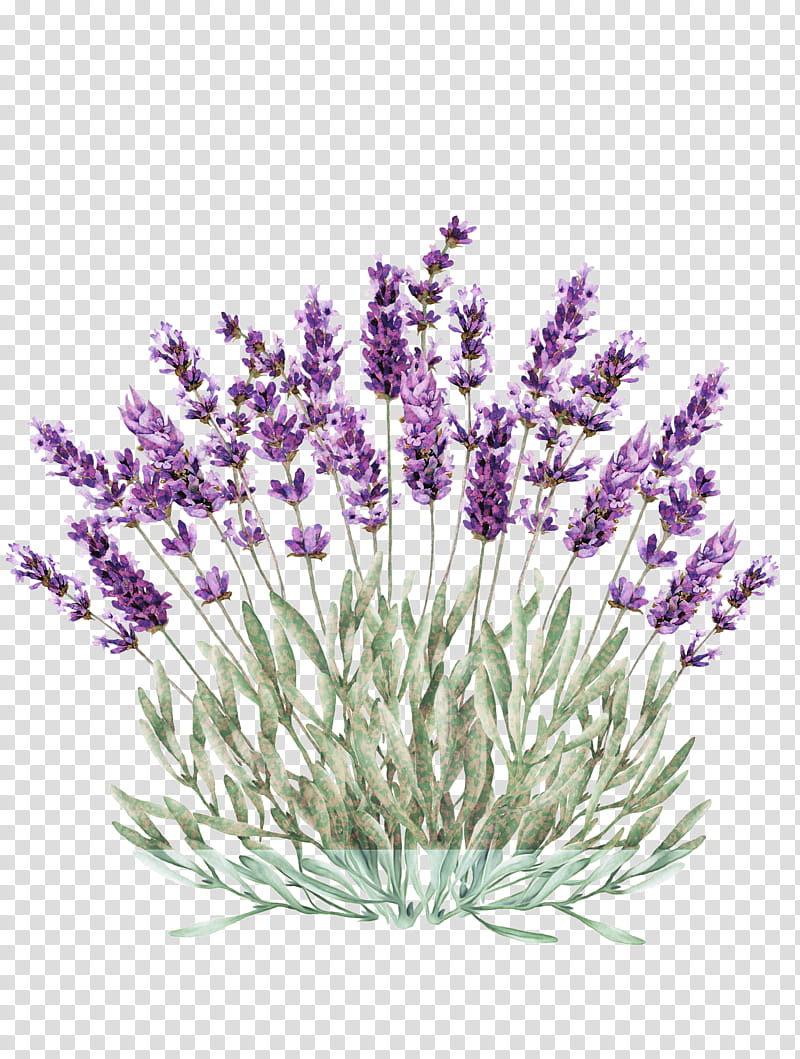 Lavender, Flower, Flowering Plant, English Lavender, Purple, Grass, Lavandula Dentata, French Lavender transparent background PNG clipart