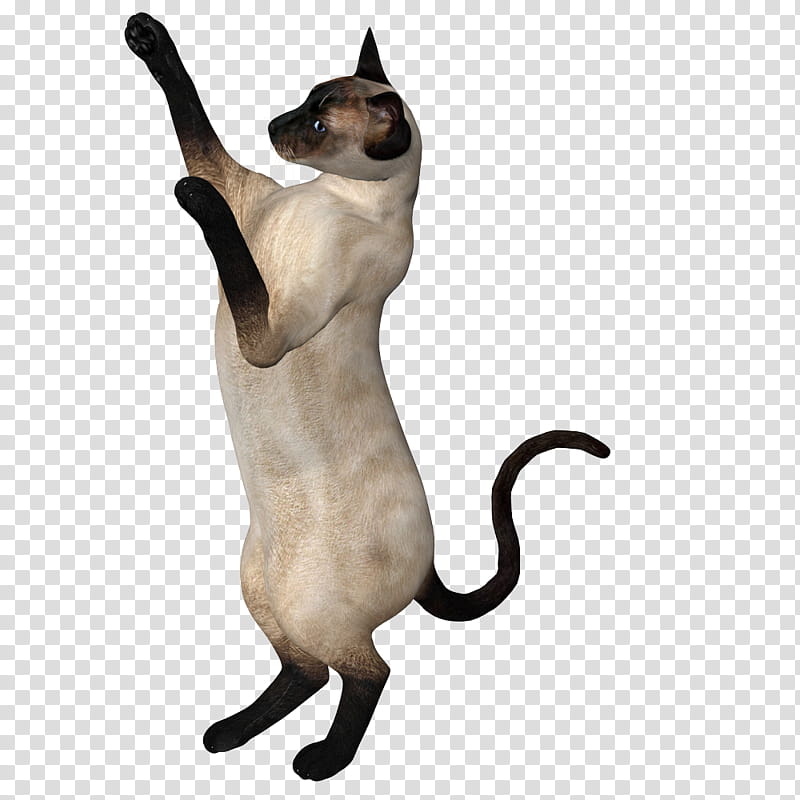 Siamese Cats, Siamese cat transparent background PNG clipart