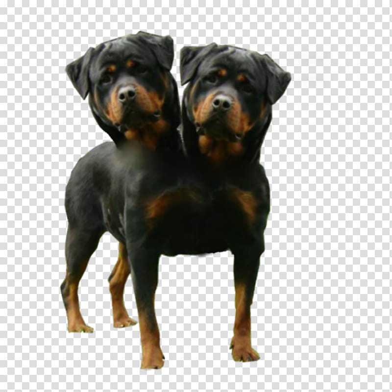 Orthus Two Headed Dog, mahogany rottweiler transparent background PNG clipart