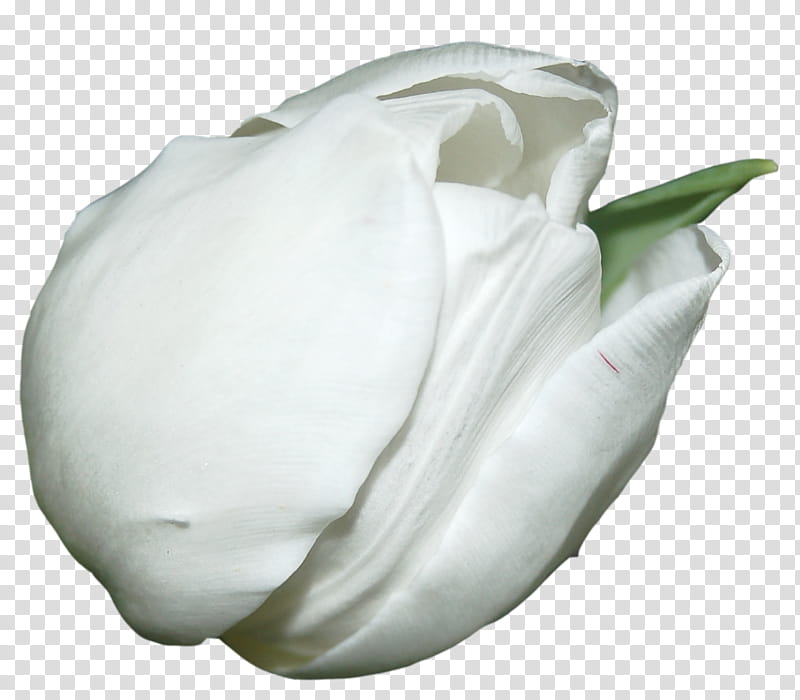 Spring Blooming, white tulip flower on black background transparent background PNG clipart